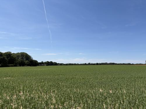 39.63 Acres Barton Turf, Hall Road, Norwich, NR12