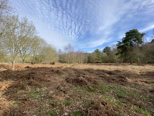 5.56 Acres The Wilderness, Shortthorn Road, Stratton Strawless, Norwich, NR10