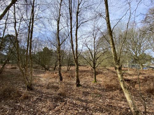 5.56 Acres The Wilderness, Shortthorn Road, Stratton Strawless, Norwich, NR10