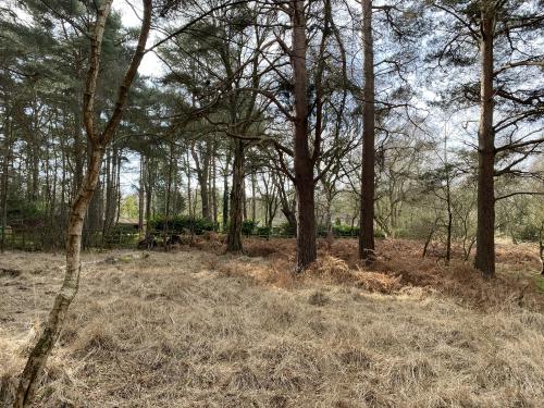 5.56 Acres The Wilderness, Shortthorn Road, Stratton Strawless, Norwich, NR10
