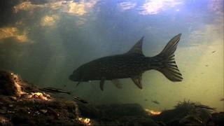 The Timsbury Fishery, Manor Lane, Timsbury, SO51