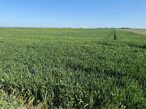 Andrews Farm, Binnimoor Road, March, PE15