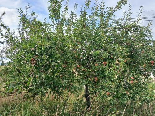 2.7 Acres, Fundenhall Road, Hapton, Norwich, NR15