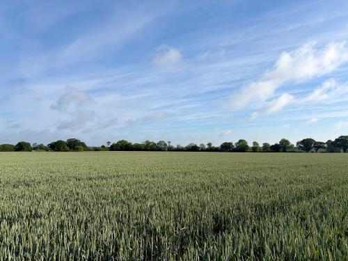 Lot 1, Lodge Lane, Wissett, Halesworth, IP19