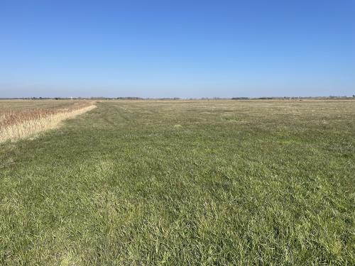 Grazing Marsh, A47 Acle New Road, Great Yarmouth, NR30
