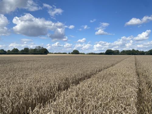 Fen Street, Old Buckenham, Attleborough, NR17