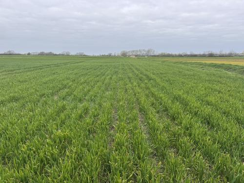 18.09 Acres Lot 1, Short Causeway, Coveney, Witcham, CB6