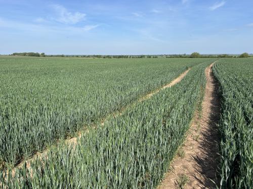 Gringley-on-the-Hill, Doncaster, DN10