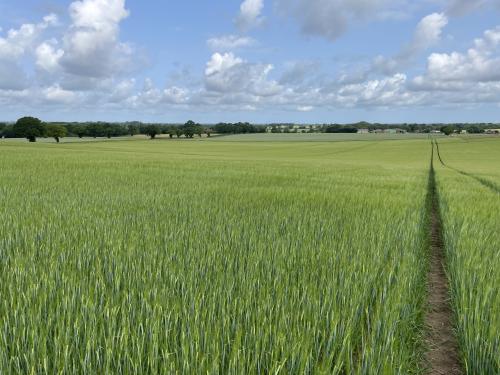 Land At Skeyton & Tuttington, Skeyton, North Walsham, Norwich, NR10