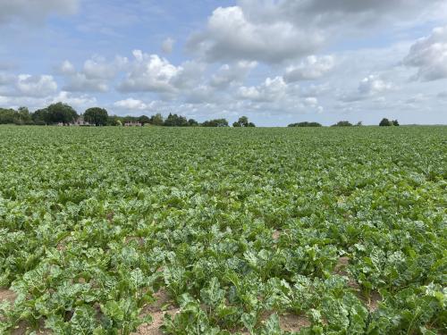 Land At Skeyton & Tuttington, Skeyton, North Walsham, Norwich, NR10