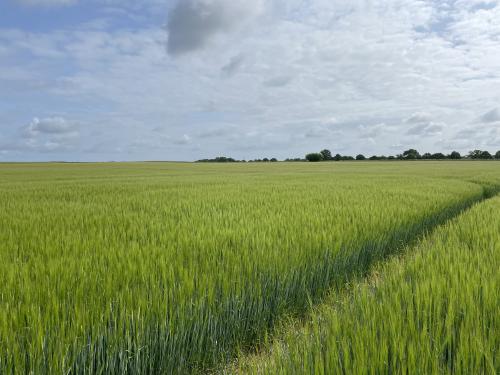 Land At Skeyton & Tuttington, Skeyton, North Walsham, Norwich, NR10
