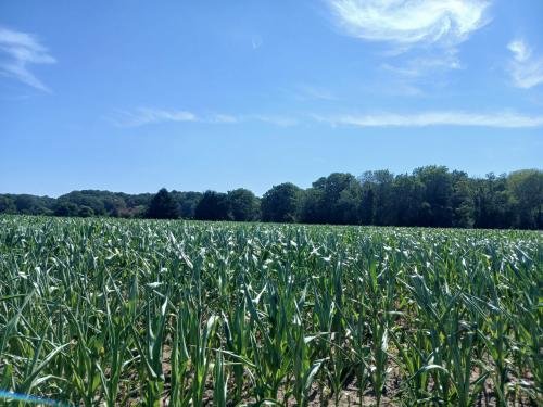 15.7 Acres, Ringland Lane, Costessey, Norwich, NR8