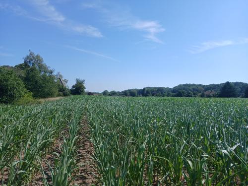 15.7 Acres, Ringland Lane, Costessey, Norwich, NR8
