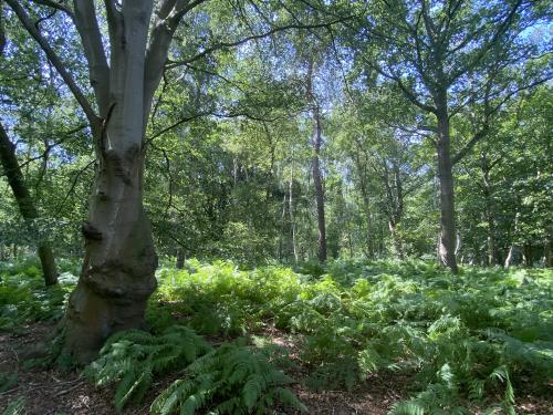 16.28 Acres Woodland, Reepham Road, Swannington, Norwich, NR9