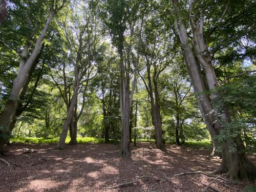16.28 Acres Woodland, Reepham Road, Swannington, Norwich, NR9