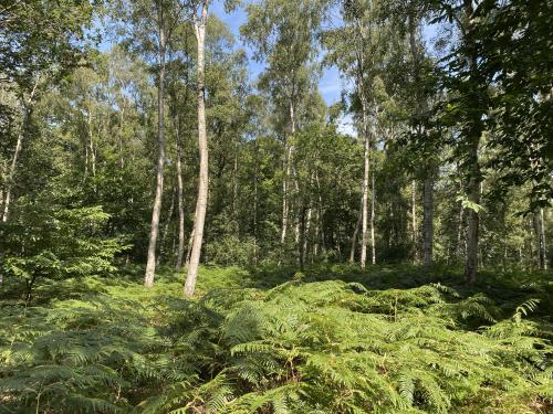 16.28 Acres Woodland, Reepham Road, Swannington, Norwich, NR9