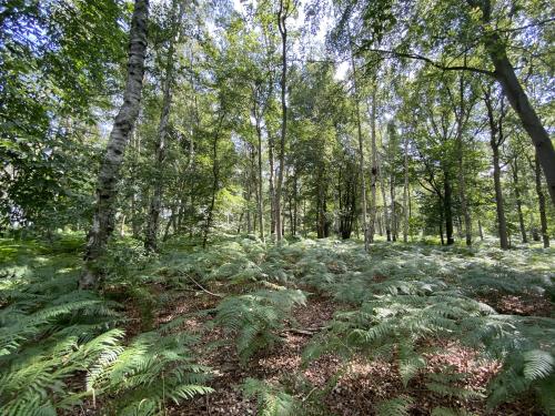 16.28 Acres Woodland, Reepham Road, Swannington, Norwich, NR9