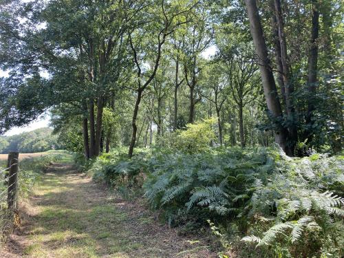 16.28 Acres Woodland, Reepham Road, Swannington, Norwich, NR9