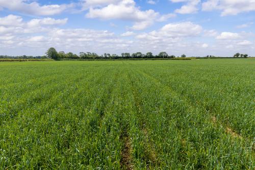 14.66 Acres, Rampton Lane, South Leverton, Retford, DN22