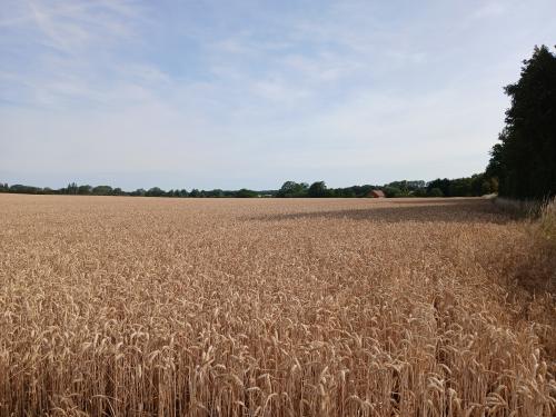 17.06 Acres, Heath Lane, Lenwade, Norwich, NR9