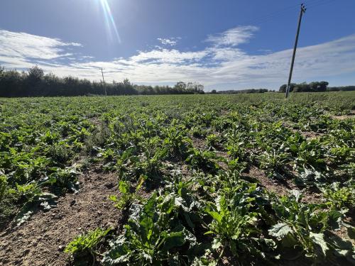 26.89 Acres, Winch Road, Gayton, King's Lynn, PE32